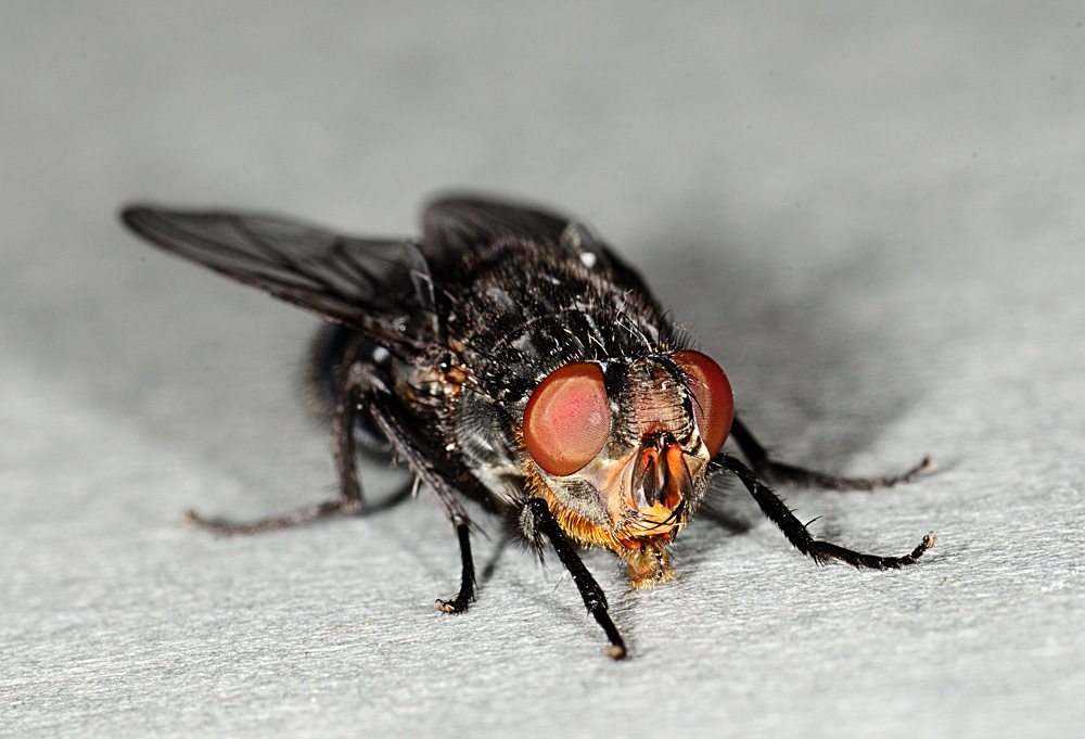 Sarcophagidae?